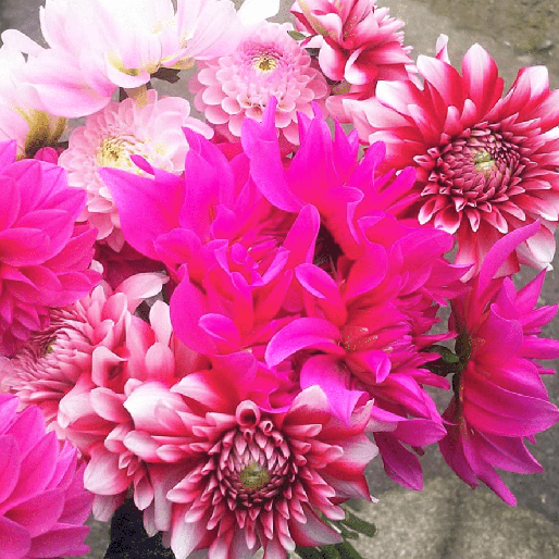 生産者さんの写真